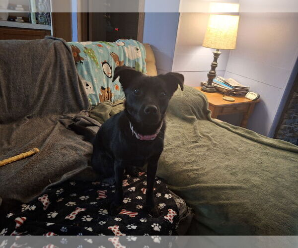 Medium Photo #4 Mutt Puppy For Sale in Coldwater, MI, USA
