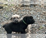 Small Photo #4 Cane Corso Puppy For Sale in BELGRADE, MT, USA