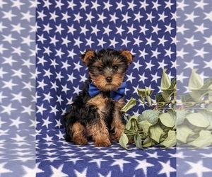 Yorkshire Terrier Puppy for sale in LITITZ, PA, USA
