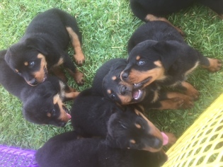 Rottweiler Puppy for sale in ALVIN, TX, USA