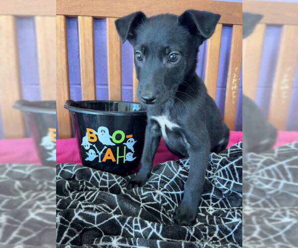 Medium Photo #1 Border Collie-Unknown Mix Puppy For Sale in Genesee, WI, USA