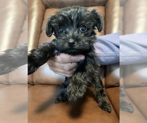 Poodle (Toy)-Schnauzer (Miniature) Mix Puppy for sale in COLLINSVILLE, VA, USA