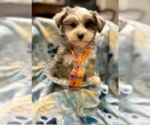 Morkie Puppy for sale in RIPLEY, MS, USA