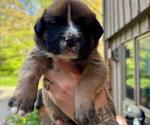 Puppy Noodle Boxer
