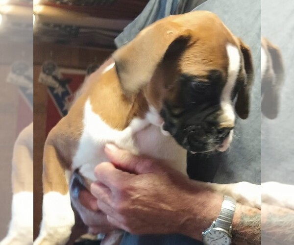 Medium Photo #1 Boxer Puppy For Sale in ROYSTON, GA, USA