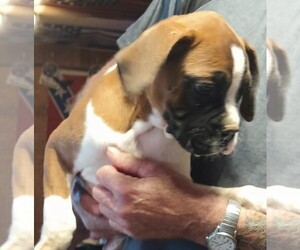 Boxer Puppy for sale in ROYSTON, GA, USA
