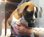 Image preview for Ad Listing. Nickname: Boxer male 2