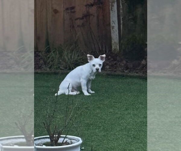 Medium Photo #8 Free-Lance Bulldog Puppy For Sale in Bellevue, WA, USA