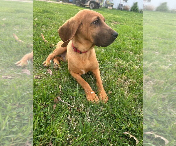 Medium Photo #4 Bloodhound-Unknown Mix Puppy For Sale in Aurora, IN, USA
