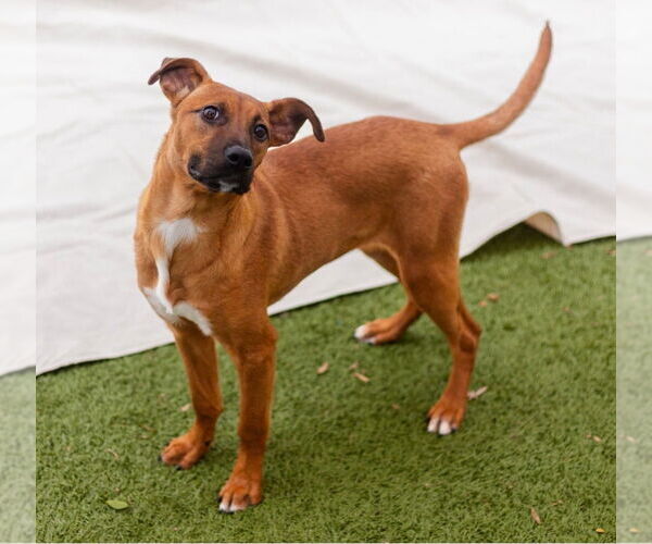 Medium Photo #3 Labrador Retriever-Unknown Mix Puppy For Sale in Canton, CT, USA