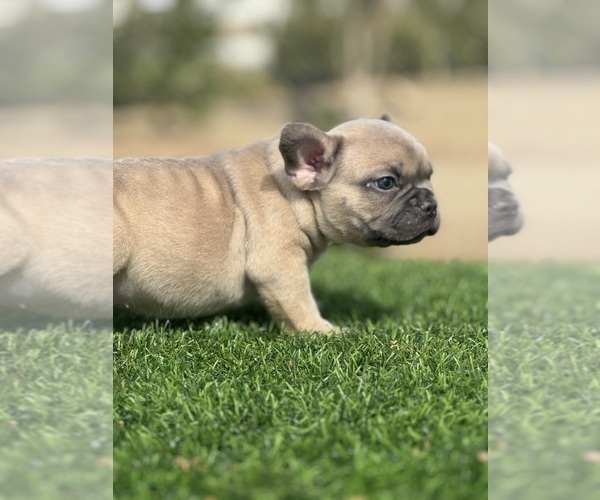 Medium Photo #21 French Bulldog Puppy For Sale in NASHVILLE, TN, USA