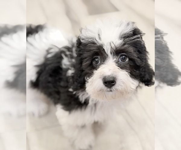 Medium Photo #3 Havapoo Puppy For Sale in GUTHRIE, KY, USA