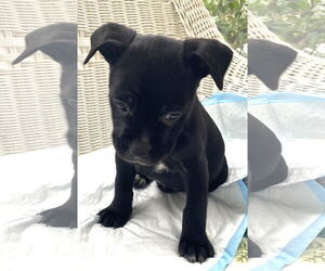 Mutt Dogs for adoption in Holly Springs, NC, USA