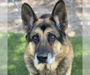 German Shepherd Dog Dogs for adoption in Camarillo, CA, USA