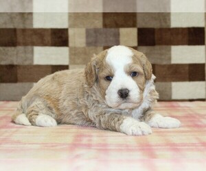 Bernedoodle (Miniature) Puppy for sale in DENVER, PA, USA