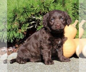 Labrador Retriever-Poodle (Toy) Mix Puppy for sale in MYERSTOWN, PA, USA