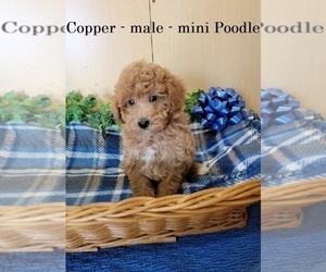 Poodle (Miniature) Puppy for sale in HOPKINSVILLE, KY, USA