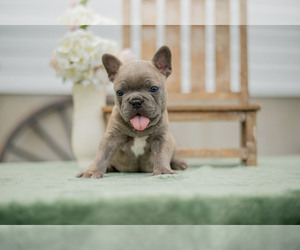 Faux Frenchbo Bulldog Litter for sale in NEW CONCORD, OH, USA