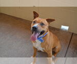 Small #1 American Staffordshire Terrier Mix