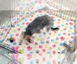 Small #9 Morkie
