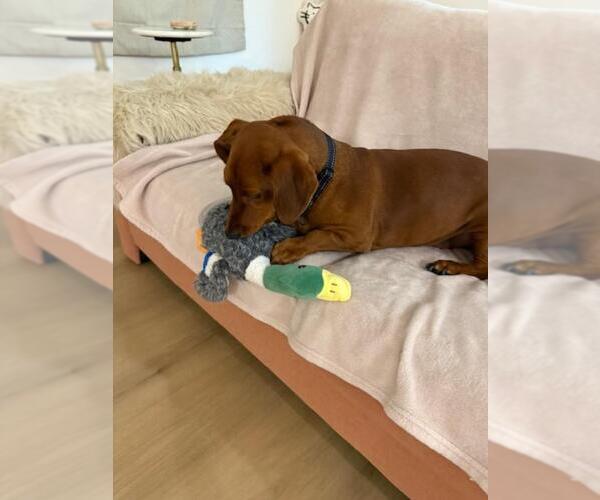 Medium Photo #3 Dachshund Puppy For Sale in Los Angeles, CA, USA