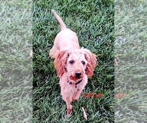 Father of the Goldendoodle (Miniature) puppies born on 05/28/2025