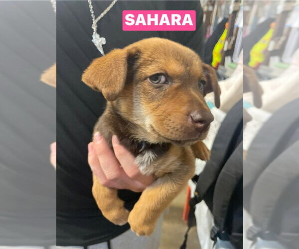 Medium Photo #5 Chipin Puppy For Sale in Foristell, MO, USA
