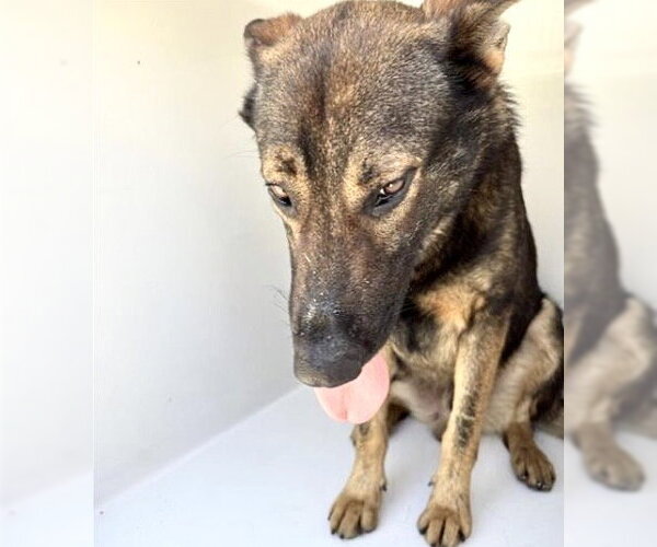 Medium Photo #2 German Shepherd Dog-Unknown Mix Puppy For Sale in Houston, TX, USA