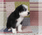 Small #6 Miniature Australian Shepherd