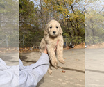 Puppy 2 Goldendoodle