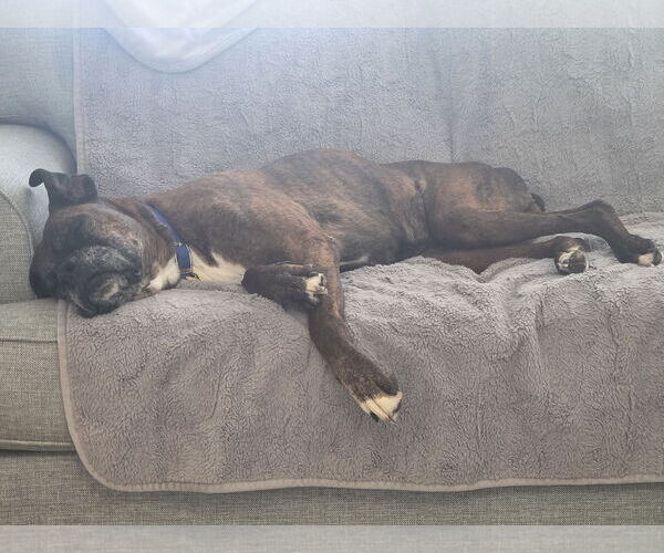 Medium Photo #4 Boxer Puppy For Sale in Sandy, UT, USA