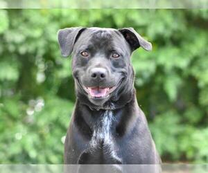 Labrador Retriever-Unknown Mix Dogs for adoption in Tavares, FL, USA