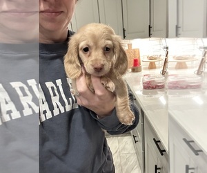 Dachshund Puppy for sale in JASPER, GA, USA