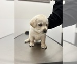 Small #5 Labrador Retriever