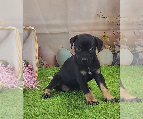 Medium Photo #10 Catahoula Leopard Dog Puppy For Sale in CUMBY, TX, USA