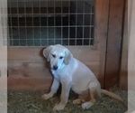 Small Photo #10 Labrenees Puppy For Sale in DALLAS, OR, USA