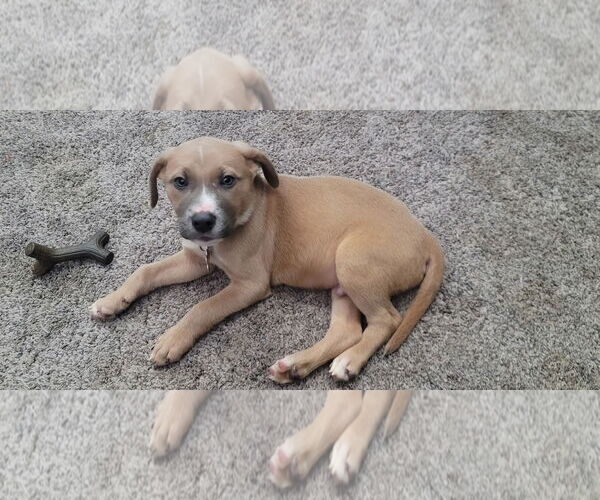 Medium Photo #4 Mutt Puppy For Sale in Sheboygan, WI, USA
