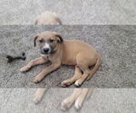 Small #3 Mutt