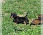 Small Photo #1 Dachshund Puppy For Sale in LE MARS, IA, USA