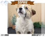 Puppy Sophie Pembroke Welsh Corgi