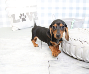 Dachshund Puppy for sale in MARIETTA, GA, USA