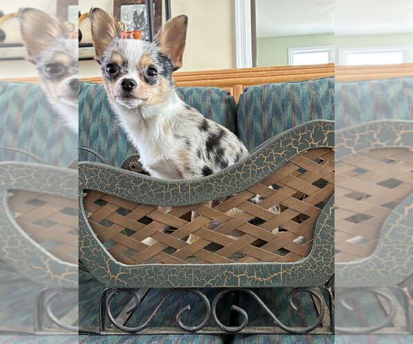 Medium Photo #3 Chihuahua Puppy For Sale in NEWVILLE, PA, USA