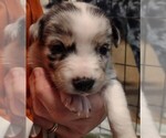 Puppy Teddy Australian Shepherd