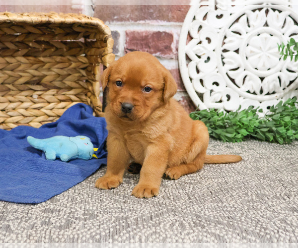 Medium Photo #3 Labrador Retriever Puppy For Sale in SYRACUSE, IN, USA