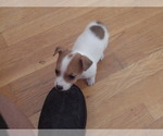 Puppy Ella Dixon Jack Russell Terrier