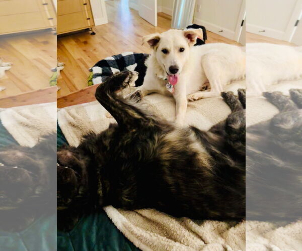 Medium Photo #3 Goberian Puppy For Sale in Winter Park, CO, USA