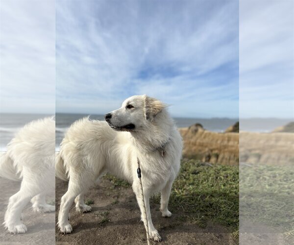 Medium Photo #3 Great Pyrenees Puppy For Sale in Spring, TX, USA