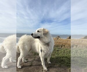Izzy - Female Great Pyrenees Dog for Adoption - Photo #3