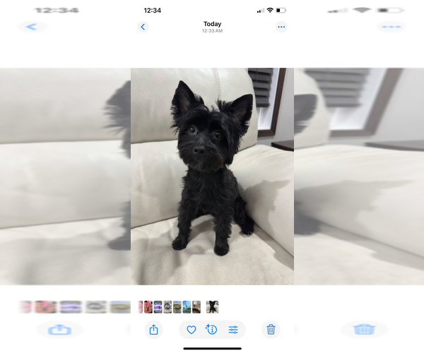 Medium Photo #1 Yorkshire Terrier Puppy For Sale in CLIFTON, NJ, USA