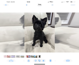 Yorkshire Terrier Puppy for sale in CLIFTON, NJ, USA